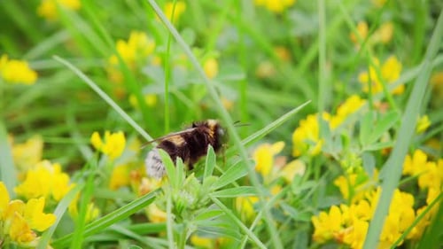 Fuzzy Bumblebee Resting and Flying Among Yellow Flowers