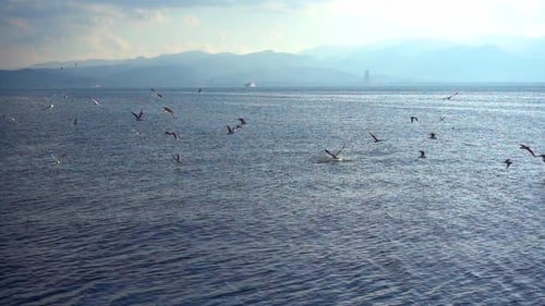 Flock Of Seagulls Flying On The Sea Slow Motion 1