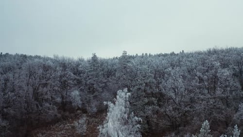 Winter Landscape of Forest