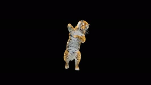 70 Tiger Tanzen 4K
