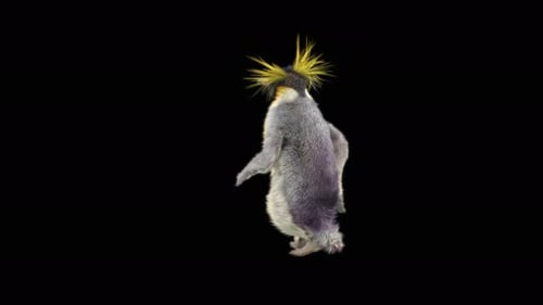 3D Animated Macaroni Penguin Walking Cycle with Alpha Channel