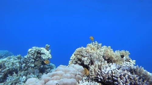 Tropical Colourful Underwater Seascape