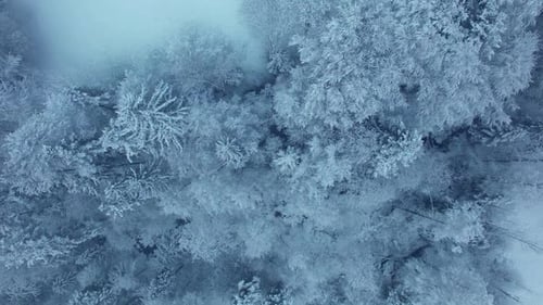 Winter Forest Tress Snow Nature Landscape Background