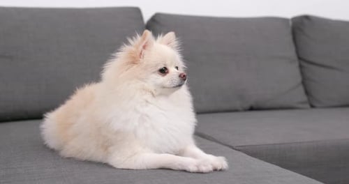 Adorable White Pomeranian Dog Relaxing on Gray Couch