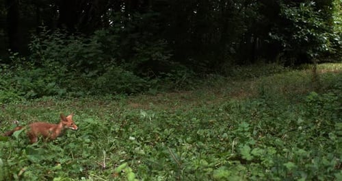 Renard roux, vulpes vulpes, adulte courant sur l'herbe, Normandie en France, ralenti 4K