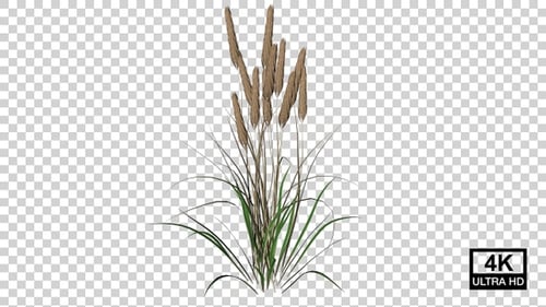Organic Growing Cattails and Grass Animation