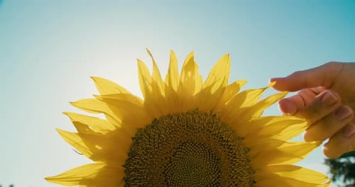 Romantic Footage Woman Touching Sunflower with Fingers Closeup