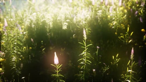 Wild Flowers in the Field