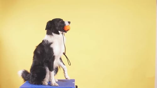 Nice Dog Holding a Ball in Teeth While Resting on the Chair