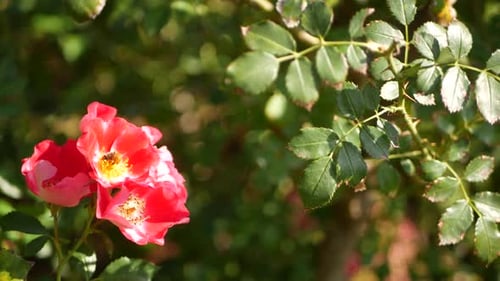 English Roses Garden. Rosarium Floral Background. Tender Flowers Blooming, Honey Bee Collects Pollen