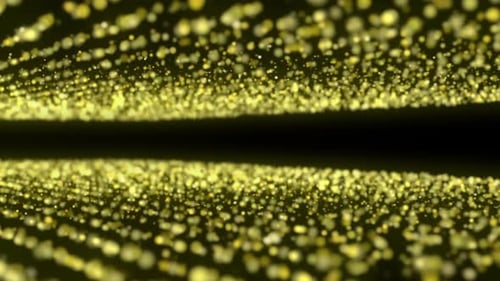 Abstract Golden Particles Moving Tunnel Background Animation