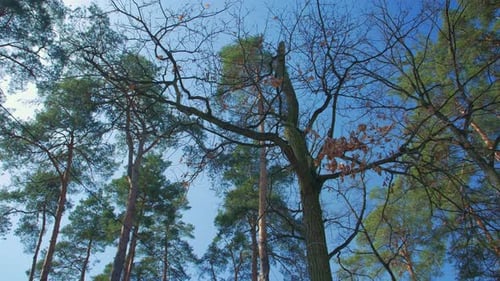 Pinienwald und blauer Himmel