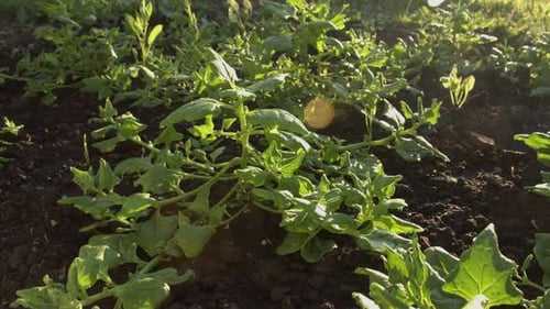 Growing Spinach on a Sunny Day.