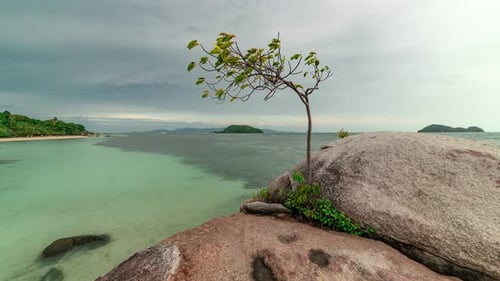 View of the seascape and a growing tree on the rocks