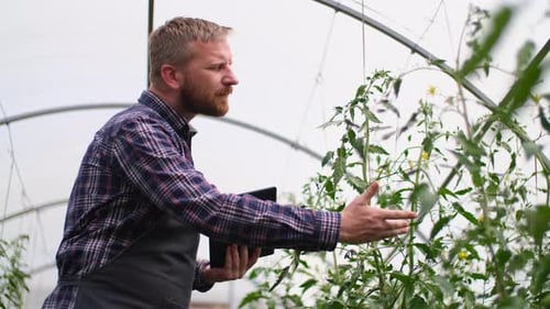Farmer Businessman, Growing Tomatoes, Vegetable Business, Greenhouse with Tomatoes, Successful Farm