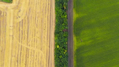 Field with Haystacks After Harvest