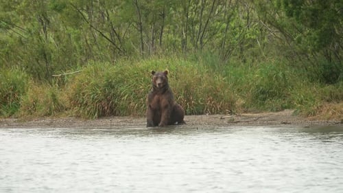 Brown Bear Relaxing on Lake Shoreline