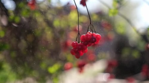Rote Viburnum-Beeren hängen im Herbst an regnerischen Tagen am Baum