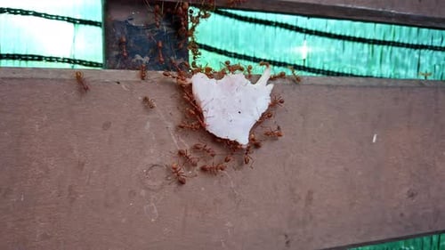 Colony of Ants Carry Food to the Anthill Feverish Busy Movement of Animal Insects Running Fast