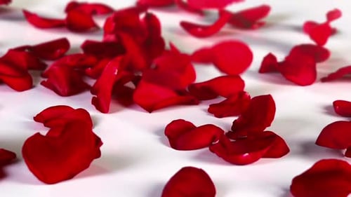 Red Rose Petals Falling