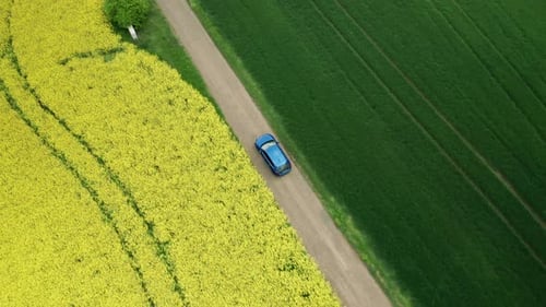 Aerial View Overhead of Blue Car Moving Along Country Road Between Yellow Rapeseed Fields