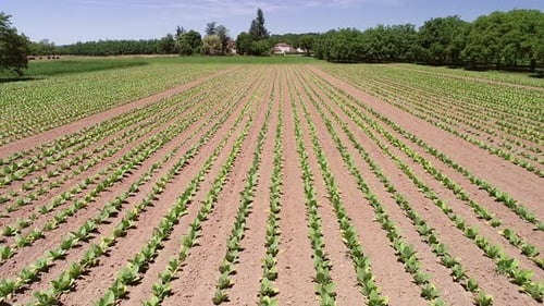 Aerial view of tobacco agriculture in Correze, France.