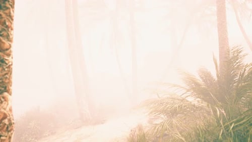Misty Tropical Palm Forest Path with Haze