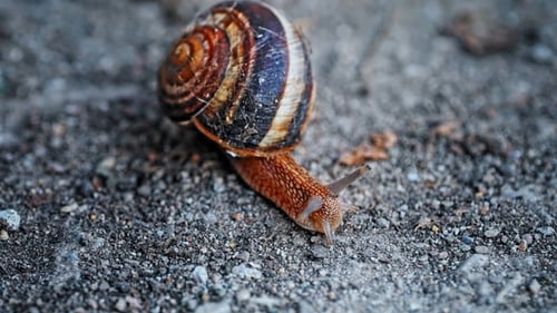 Snail Crawling on Gravel in Close Up Slow