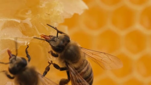 Honey Bees