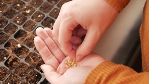 Woman Plants Seeds in Ground Cells Flower Pot on Windowsill