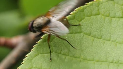A brown fly walks over the edge of a green leave to hide, macro slow motion shot.