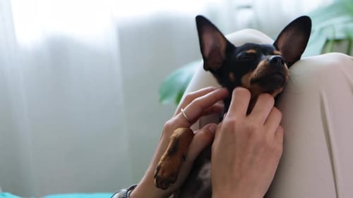 Woman Petting Small Dog on Her Lap