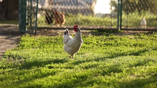 white domestic rooster chicken is walking on green lawn. hen bird in nature on backyard of farmland