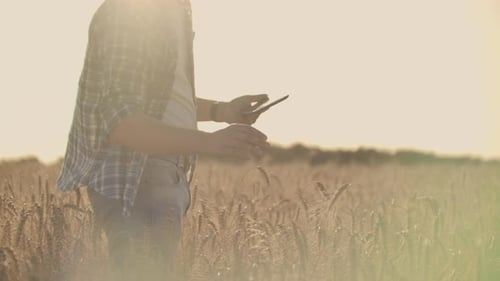 Farmer Using Tablet in Wheat Field
