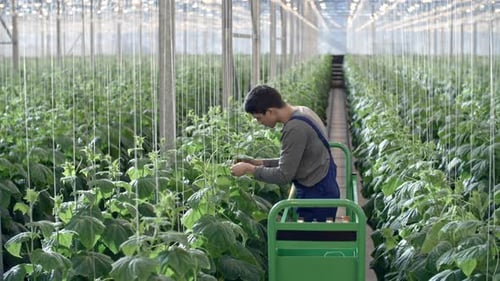 Young Adult tending to plants in greenhouse