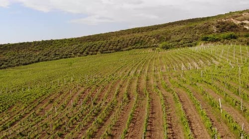 Aerial Drone View Over Vineyards Towards Agricultural Fields During Sunset
