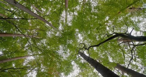 Beautiful a lot of tree in the green forest