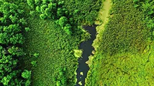 Green algae on river in spring. Aerial view of wildlife.