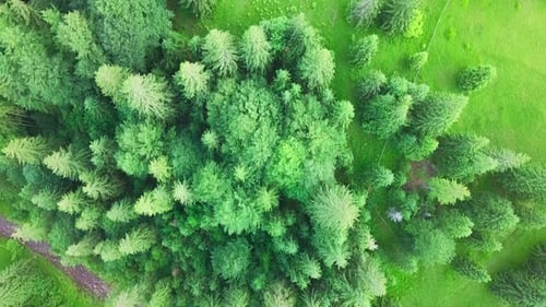 Fotos increíbles del bosque en los Cárpatos desde un Zumbido