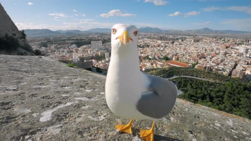 Close Up Wide Shot of Seagull in Tourist Spot