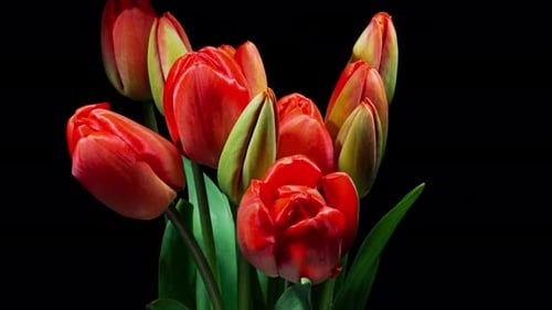 Blooming Red Tulips Close Up on Black Background