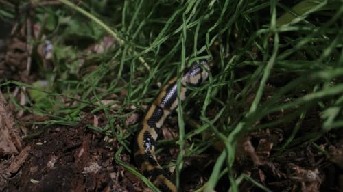 Python birman disparaissant dans l'herbe - serpents à l'état sauvage
