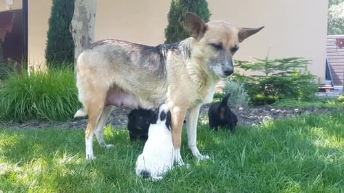 Puppies suck milk from a mongrel dog standing on a green lawn in the yard