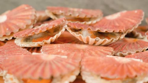 Coquille de pétoncles vivants s'ouvre et se ferme sur la table