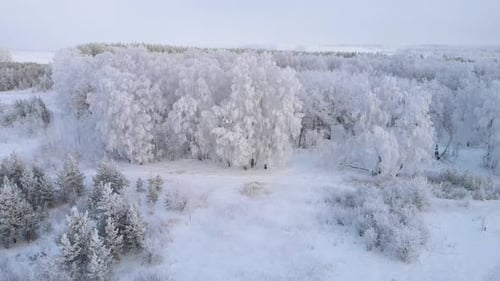 Flying winter frosty forest from the height of the drone
