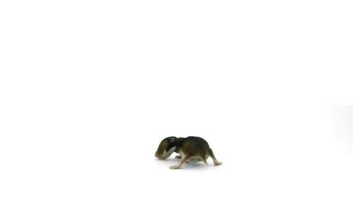 Tiny Brown Hamster Walking on White Background