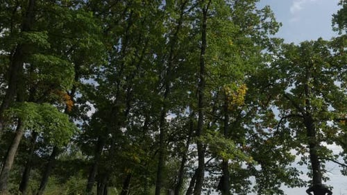 Forest trees natural oudoor 4K 2160p UHD video - Sun lighted forest 4K 3840X2160 UHD footage