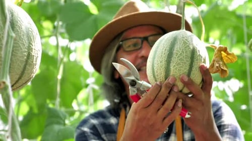 Un fermier asiatique vérifie la croissance du melon avant la récolte.