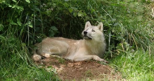 Arctic Wolf, canis lupus tundrarum, Female laying at Den Entrance, Real Time 4K