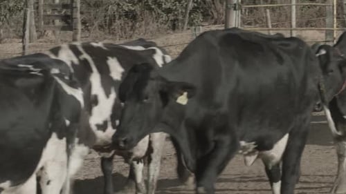 Cows Walking Along Farm Path in Rural Setting